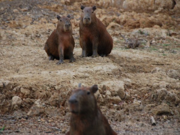 Capybara admiring the tourists