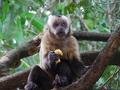 Capuchi Monkey 