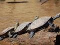 Turtles lining up.