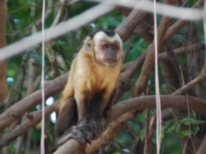 Capuchi Monkey Watching Us