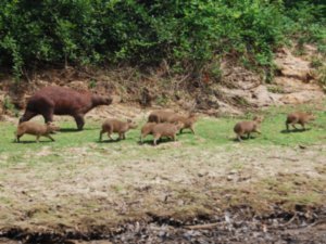 A Family of Capybara