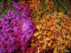 Flower Market - orchids