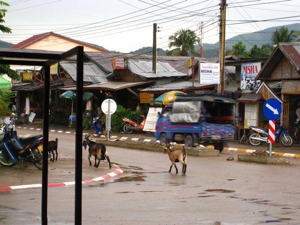 Goats walking down the main street.