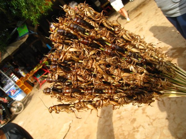 Juice Grasshoppers on a stick