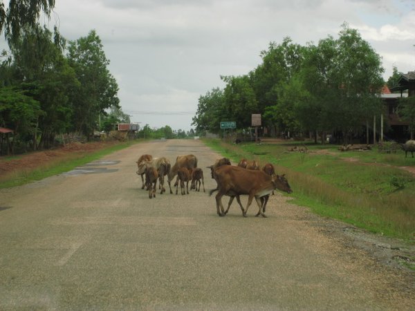 More cattle on the road then vehicles