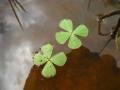 Our Lucky Day - 2 Four-Leaf Clovers