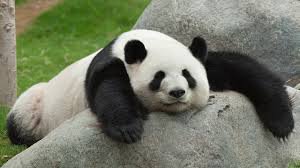 A cute Panda!