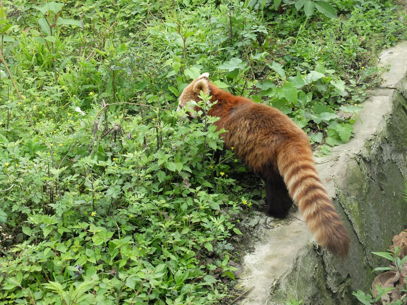 One of the red pandas at the centre