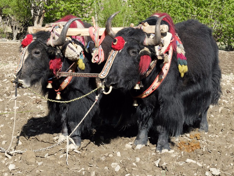 Yaks dressed up and ready for work