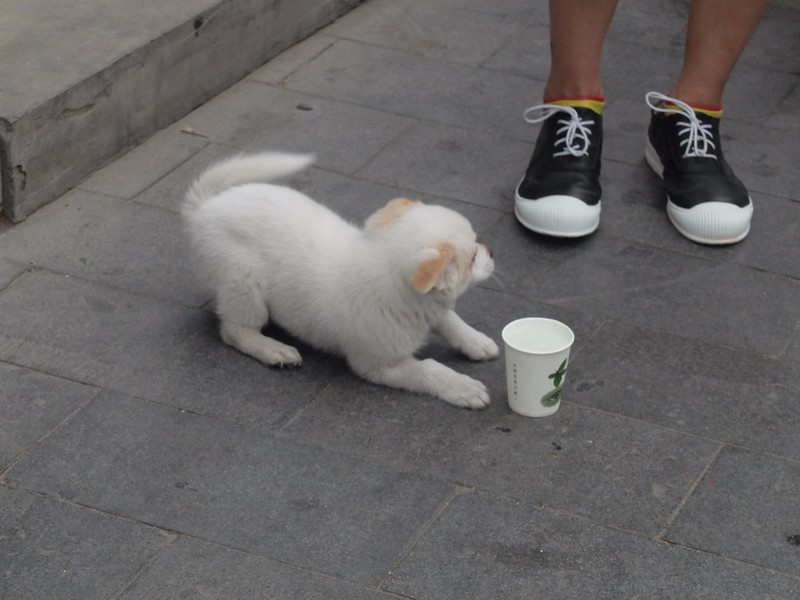 Cutest puppy in the Hutong