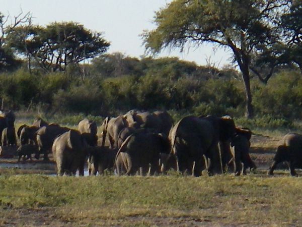 a whole bunch of elephants