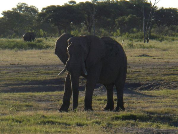 one Big Elephant