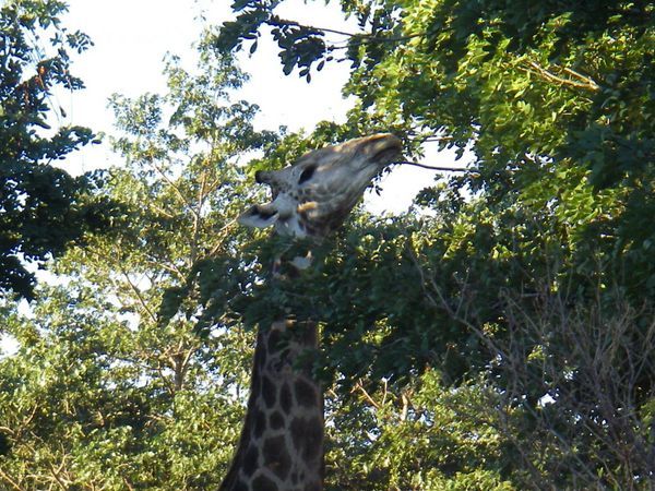 Giraffe munching