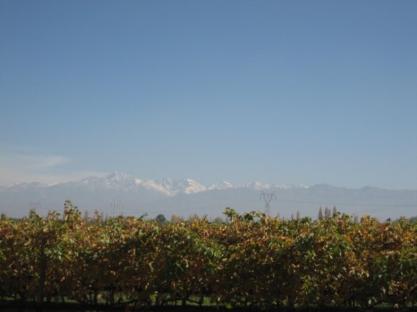 Vineyards and Snow Capped Mountains