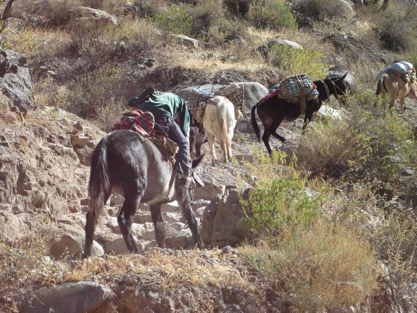 Mules hiking the trail
