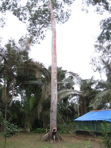 Tree in the Center of Camp