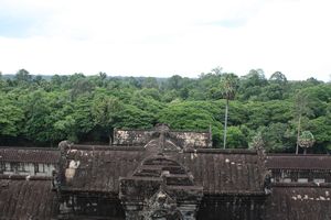 The Canopy of Trees Surrounding Angkor Wat