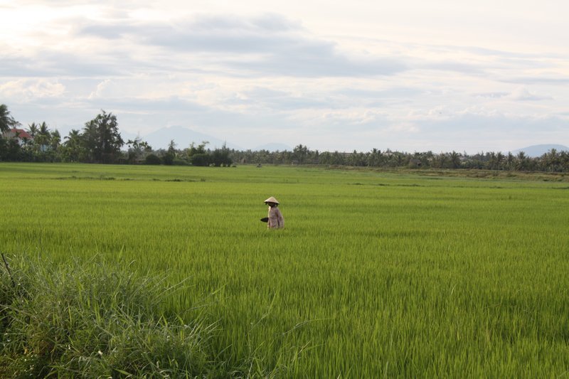 A Rice Field in Hoi An