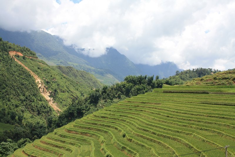 Scenery - Terraced Rice Fields