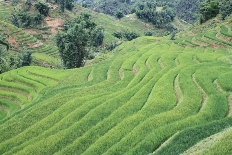 Scenery - Terraced Rice Fields
