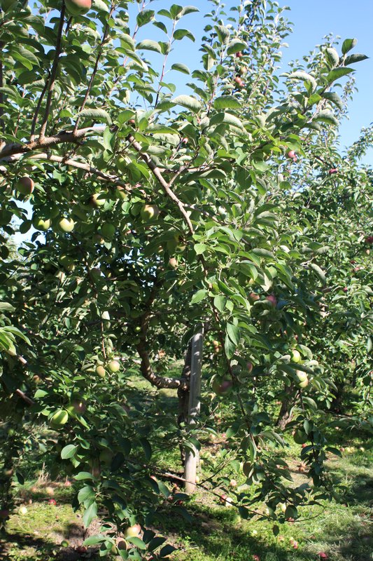 Apple Picking on Ile d'Orleans 
