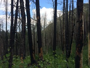 Some burned out trees on our hike