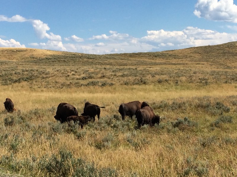 Many Bison in the grassy praire's 