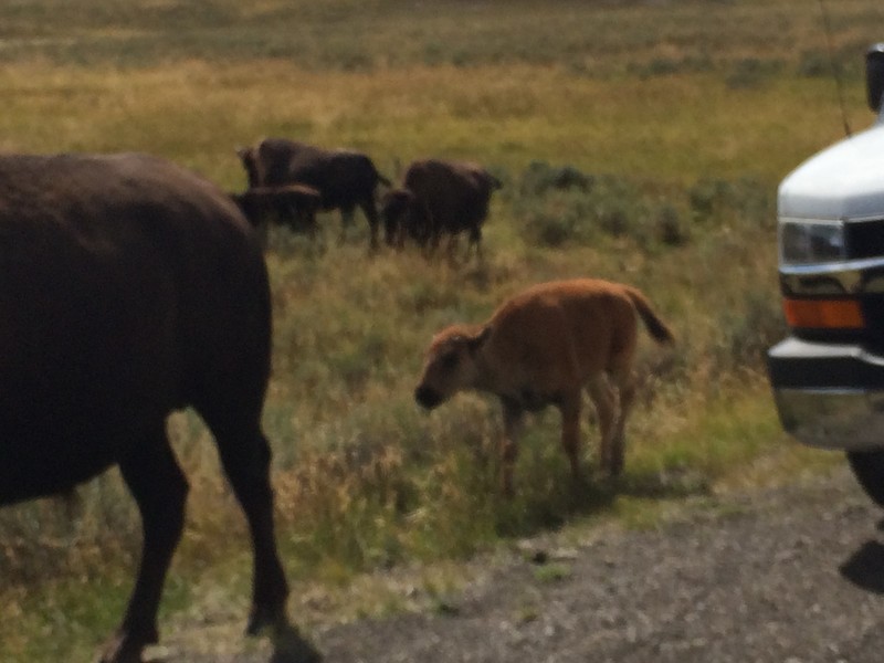 Bison crossing the road stops traffic for an hour?