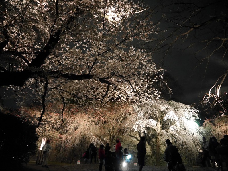 Matsuri Park bei Nacht