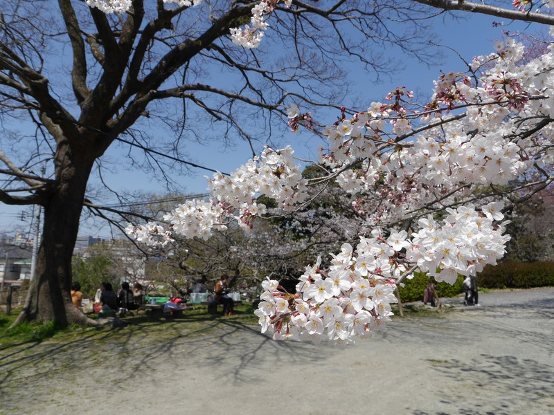 Im Matsuri Park