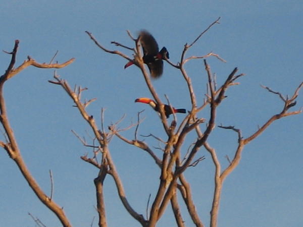 Toucans in the wild