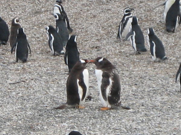 Kissing penguins!