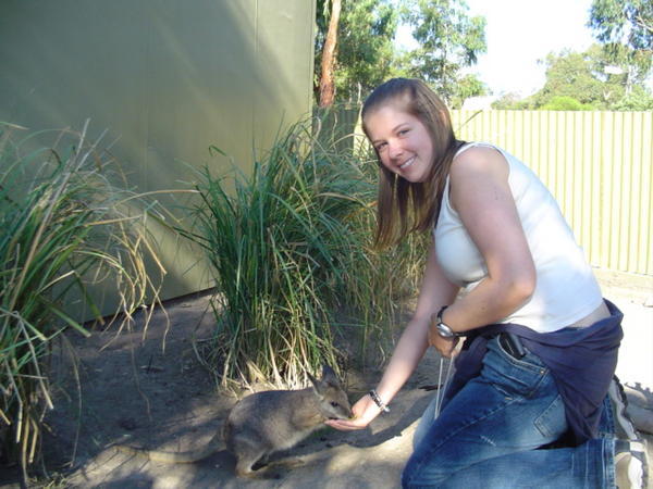 Baby Wallaby