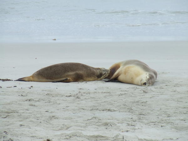 Australian sea lions