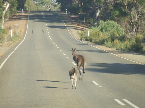 Kangaroos on the run