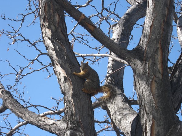 Squirrel in Denver