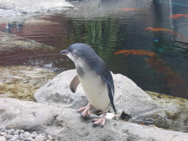 pingouin totalement debile!
