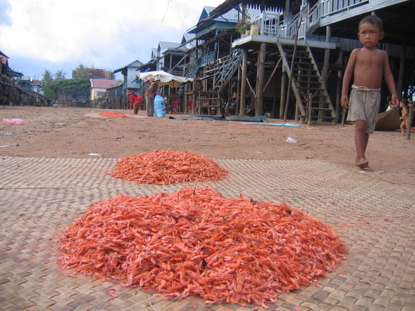 Crevettes qui seche au soleil, village de Kompong phluuk