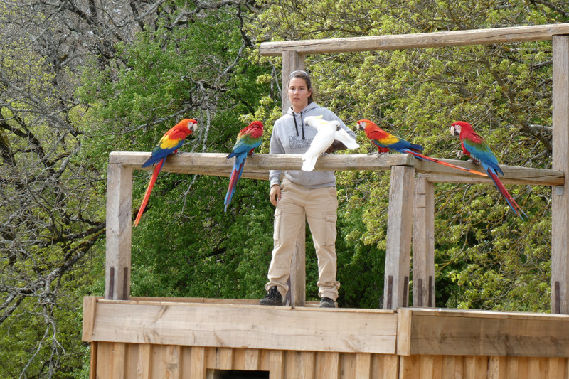 Parrots at the bird show