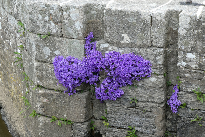 Flowers in the Stone Work – Lock at La Bouëxière