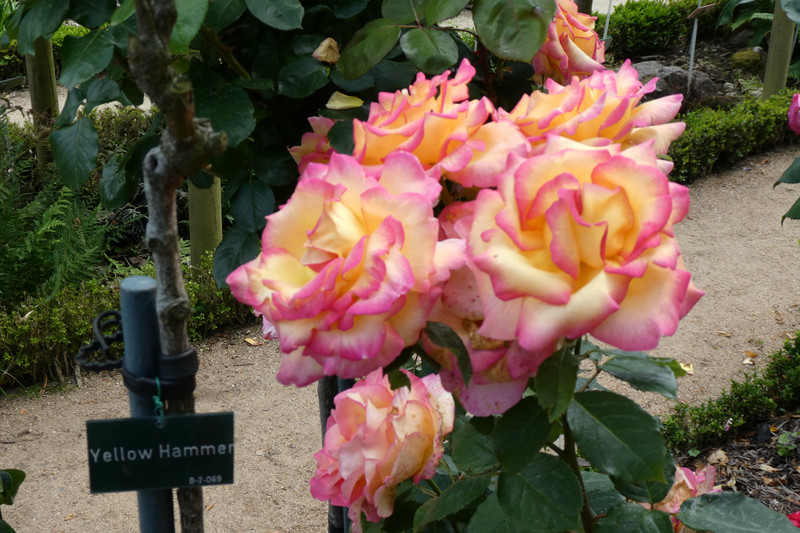 Roses – Parc Thabor, Rennes