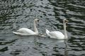Swans on the Ill River