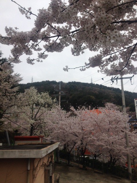 CherryBlossoms3