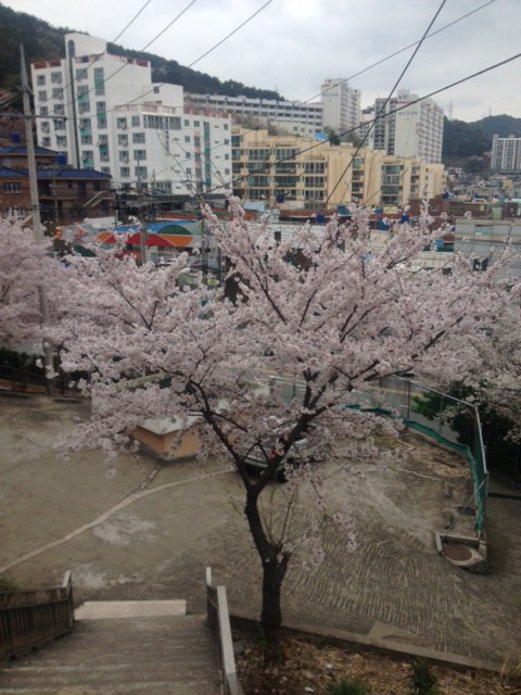 CherryBlossoms2