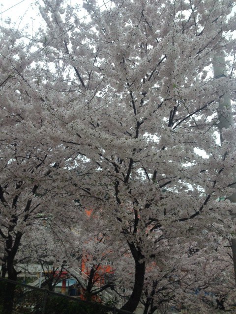 CherryBlossoms1