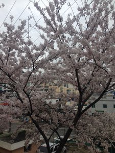CherryBlossoms4