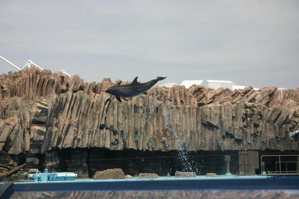 Look at that dolphin jump!