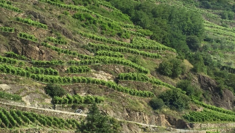 Grapevines grown on terraces northern Italy