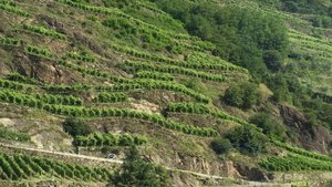 Grapevines grown on terraces northern Italy