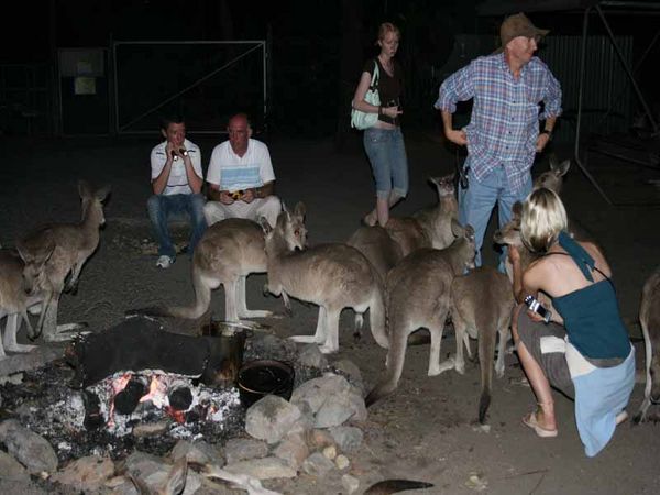 Kangaroos everywhere
